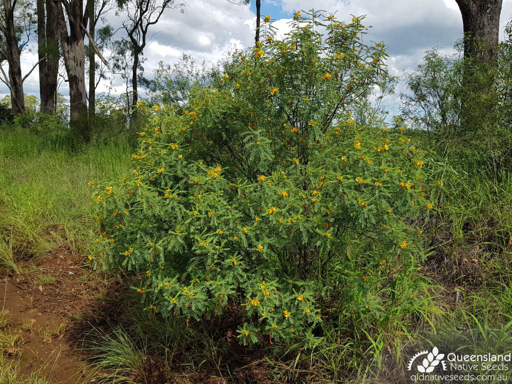 Senna coronilloides | habit | Queensland Native Seeds