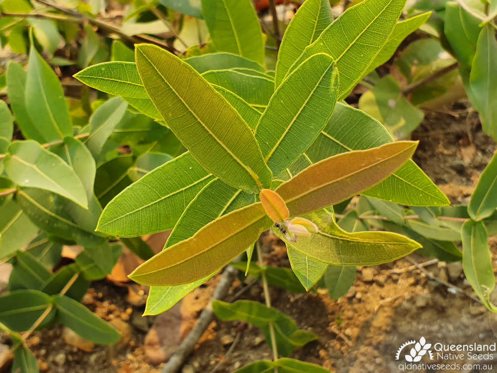 Angophora subvelutina | leaves, terminal | Queensland Native Seeds