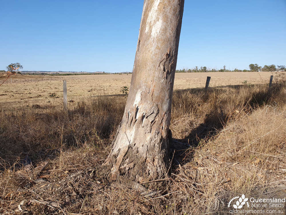 Eucalyptus tereticornis | trunk | Queensland Native Seeds