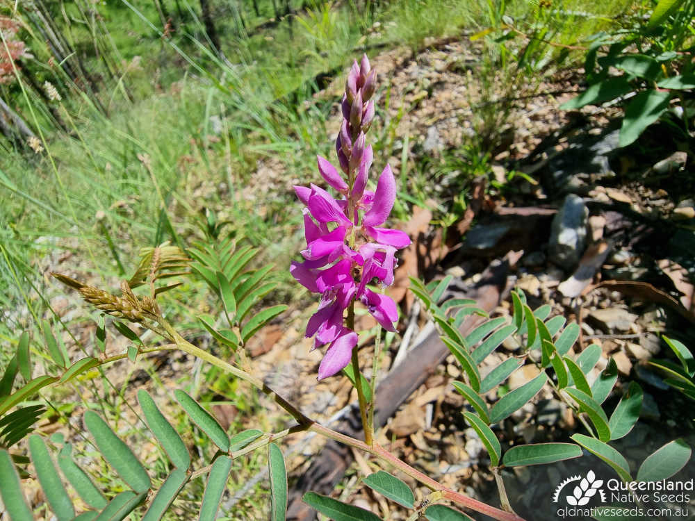 Indigofera pratensis | inflorescence | Queensland Native Seeds