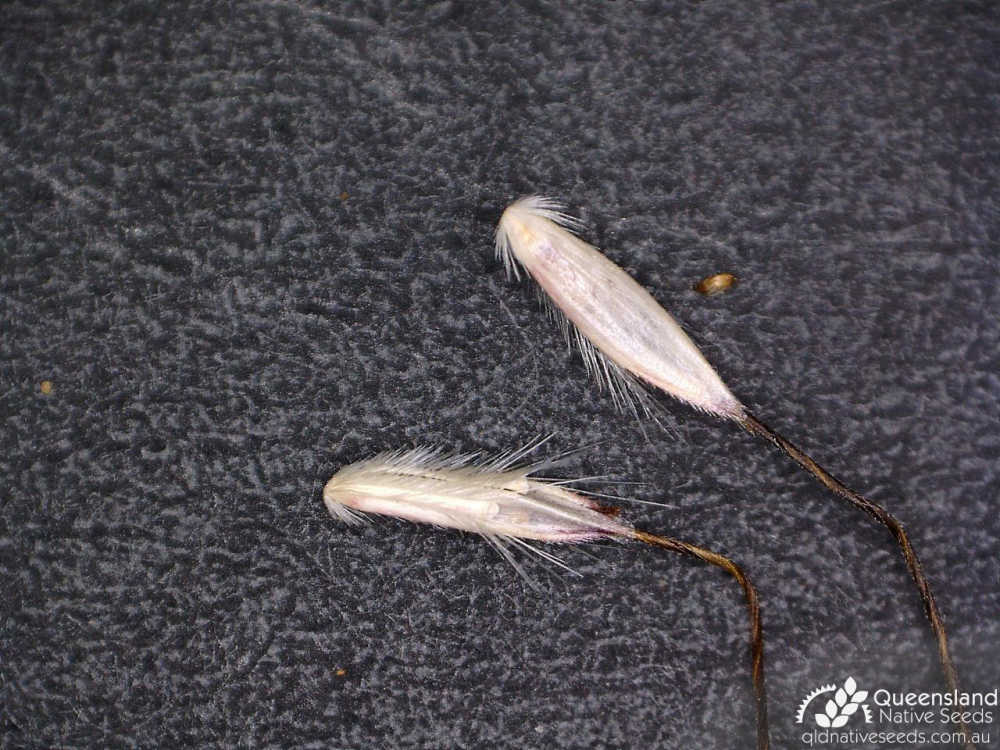 Bothriochloa bladhii subsp. bladhii | spikelet | Queensland Native Seeds