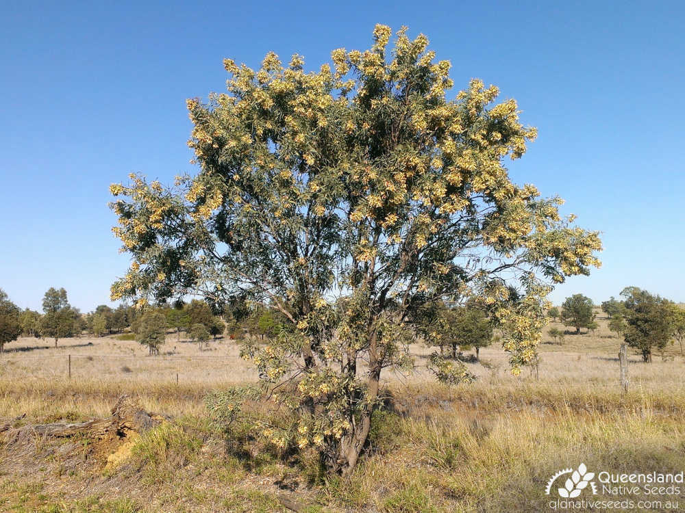 Atalaya hemiglauca | habit, young tree | Queensland Native Seeds