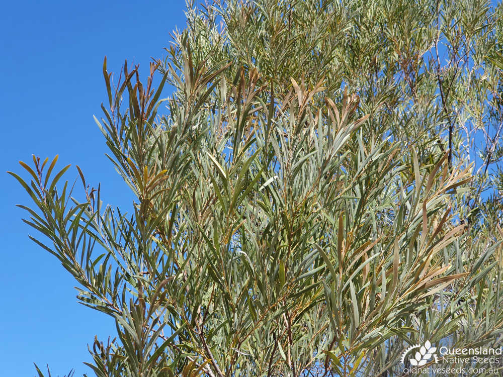 Acacia shirleyi | phyllodes | Queensland Native Seeds