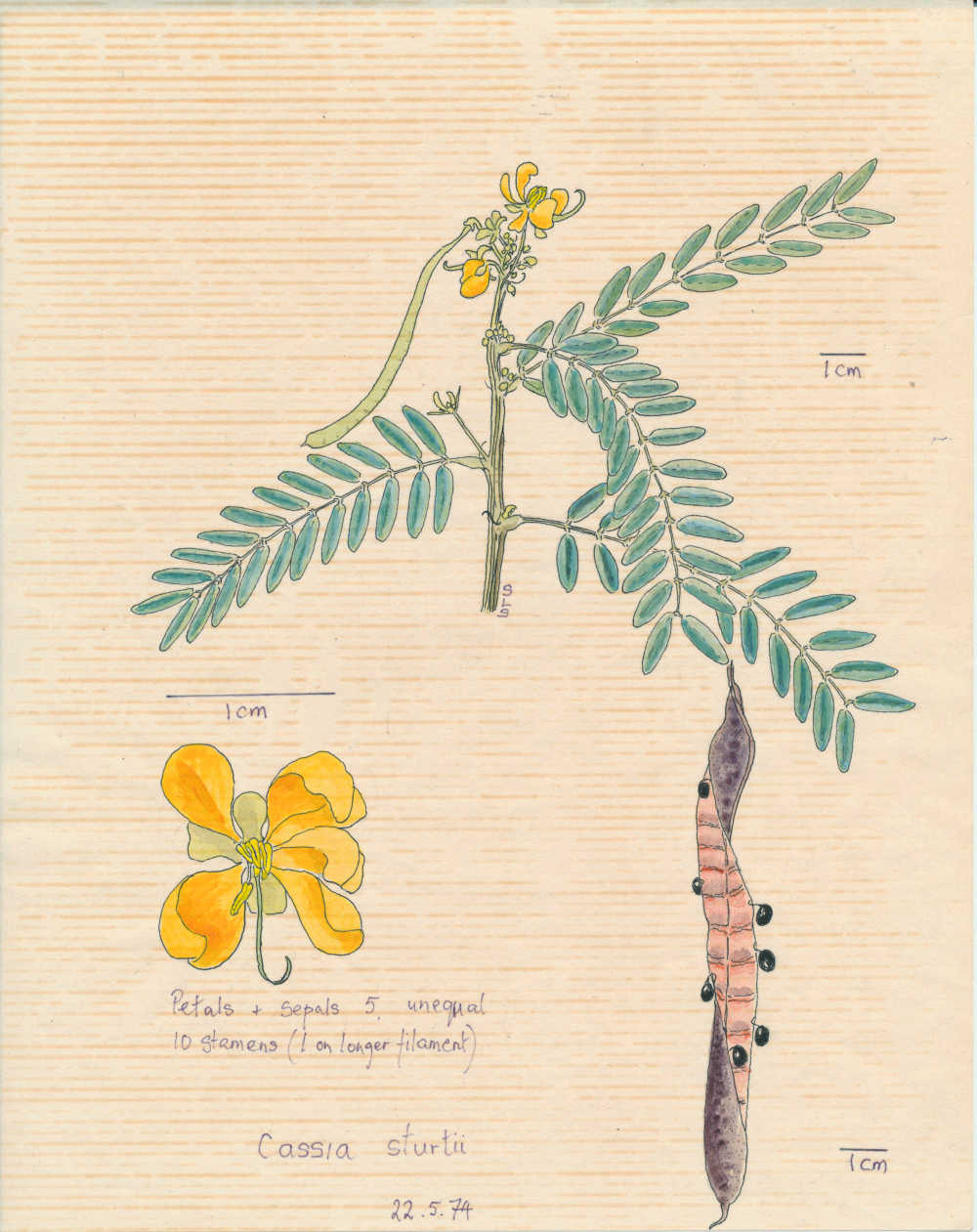 Senna coronilloides | Senna coronilliodes, prev Cassia sturtii, depiction by Sylvia Seiler, Killara, West Boondooma | Queensland Native Seeds