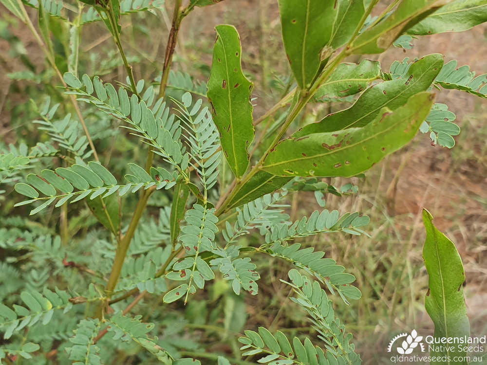 Acacia neriifolia | juvenile bipinnate leaves, phyllodes | Queensland Native Seeds