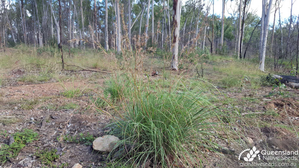 Cymbopogon queenslandicus | habit | Queensland Native Seeds