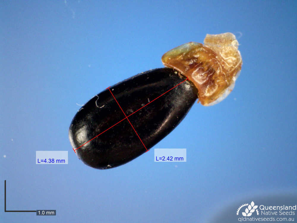 Acacia colei var. colei | microscope | Queensland Native Seeds