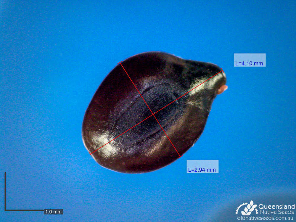 Senna coronilloides | microscope | Queensland Native Seeds