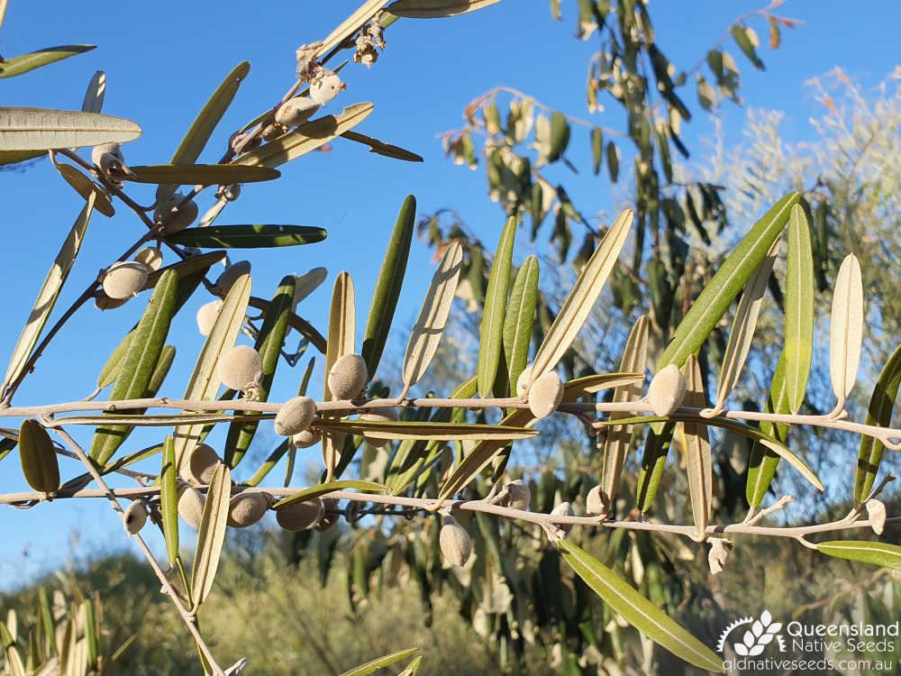 Hovea parvicalyx | leaves, pods | Queensland Native Seeds