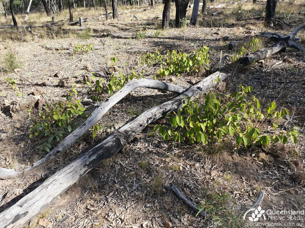 Grewia latifolia | Edaphic site examples (intermediate volcanics, shallow, skeletal soil) | Queensland Native Seeds