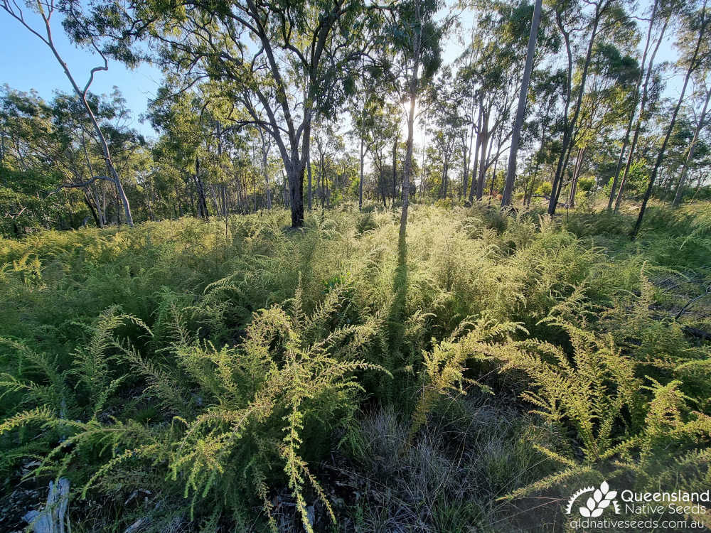Pultenaea villosa | habit, habitat | Queensland Native Seeds