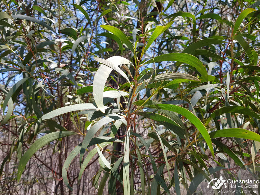 Acacia crassa subsp. crassa | phyllodes | Queensland Native Seeds