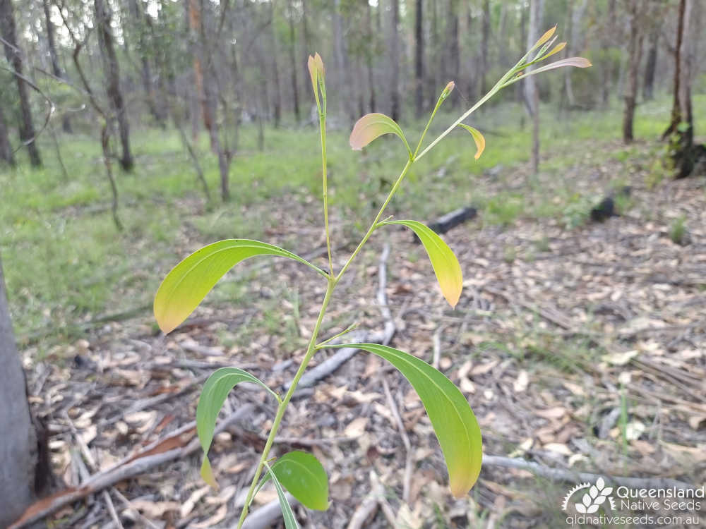 Acacia falcata | terminal growth | Queensland Native Seeds