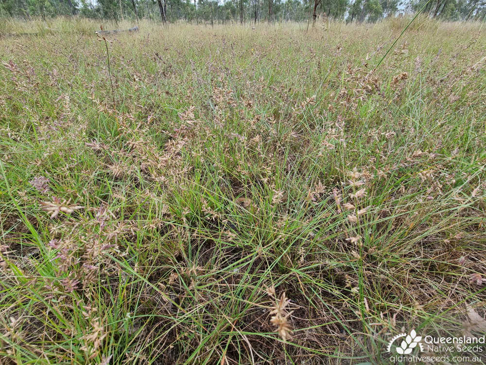 Eragrostis sororia | habit | Queensland Native Seeds