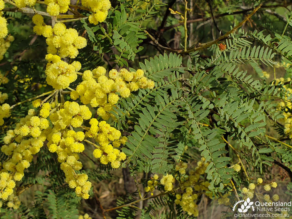 Acacia glaucocarpa | inflorescence, phyllode | Queensland Native Seeds