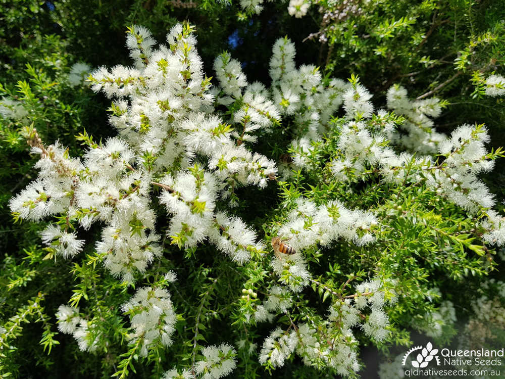 Melaleuca bracteata | inflorescence | Queensland Native Seeds