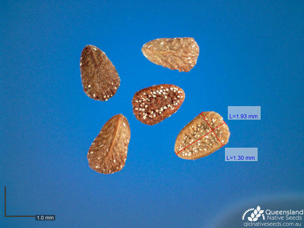 Pomax umbellata | microscope | Queensland Native Seeds