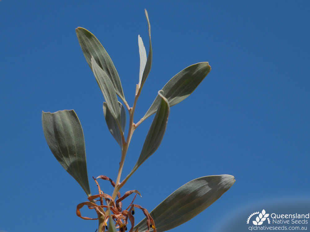 Acacia colei var. colei | terminal growth, phyllode | Queensland Native Seeds