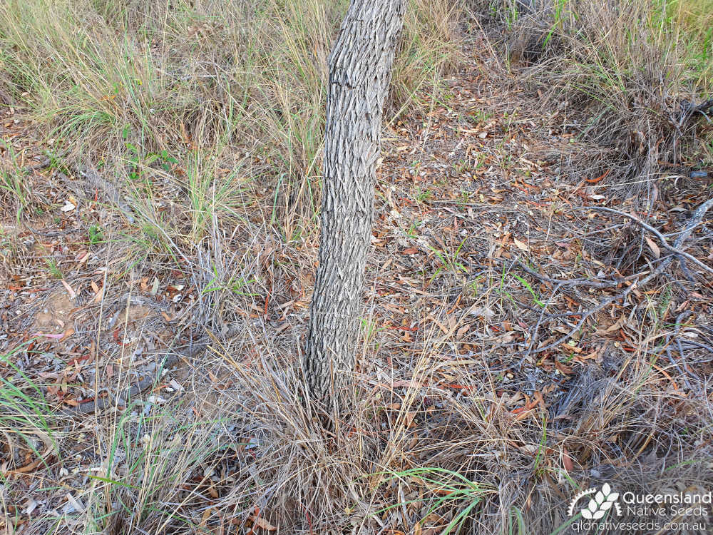 Dodonaea viscosa subsp. burmanniana | trunk | Queensland Native Seeds