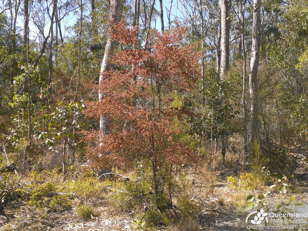 Dodonaea viscosa subsp. cuneata | habit | Queensland Native Seeds