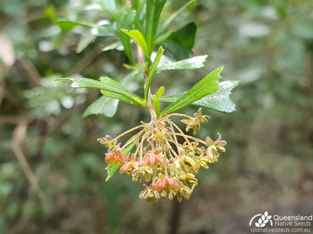 Dodonaea viscosa subsp. cuneata | inflorescence, leaves | Queensland Native Seeds