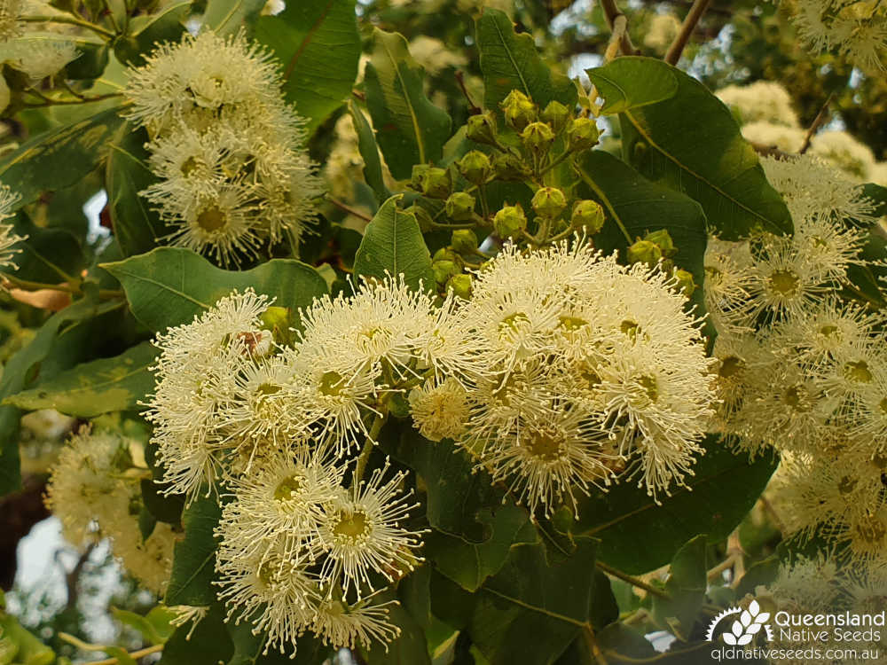 Angophora subvelutina | bud, inflorescence | Queensland Native Seeds