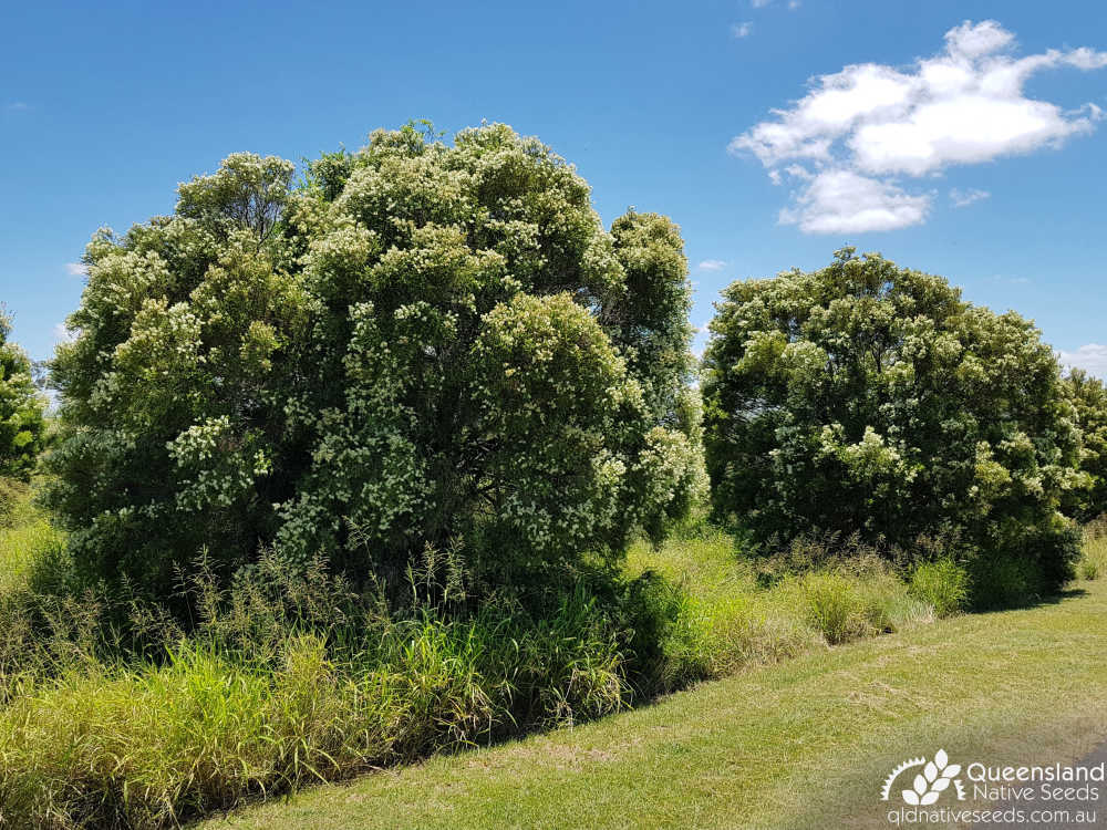 Melaleuca bracteata | habit | Queensland Native Seeds