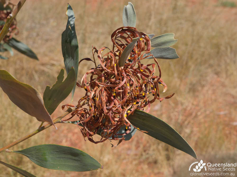 Acacia colei var. colei | fruit, seed | Queensland Native Seeds
