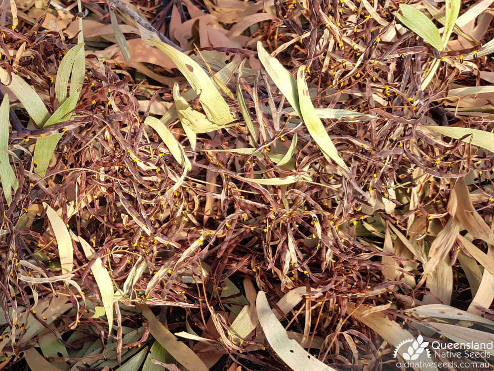 Acacia crassa subsp. longicoma | drying on tarps | Queensland Native Seeds