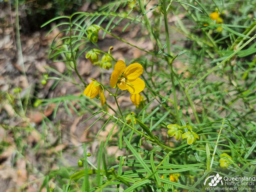 Senna aciphylla  | inflorescence | Queensland Native Seeds