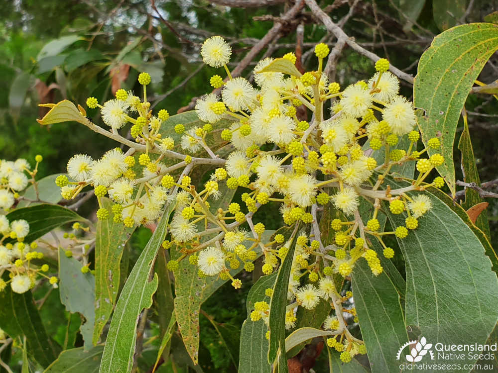 Acacia flavescens | phyllode, inflorescence, Tin Can Bay, Qld, April 2019 3 | Queensland Native Seeds