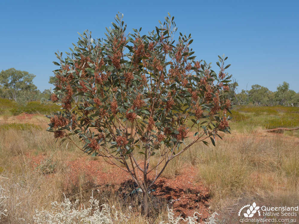 Acacia colei var. colei | habit, fruit | Queensland Native Seeds