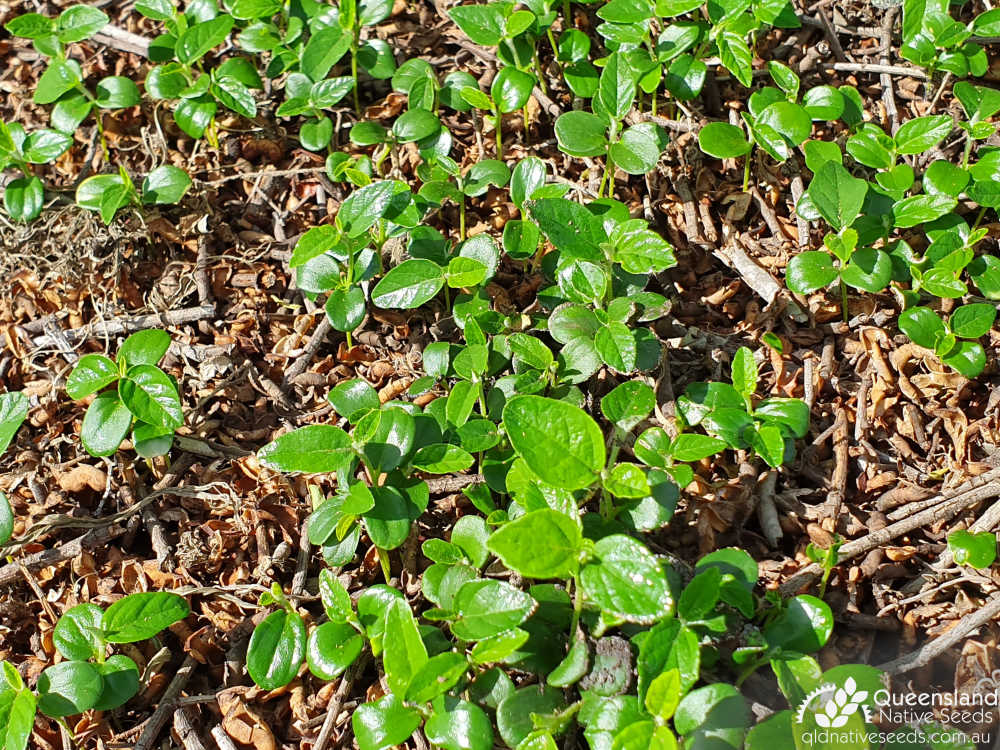 Alphitonia excelsa | seedlings emerging from mulch in garden at seed cleaning shed | Queensland Native Seeds