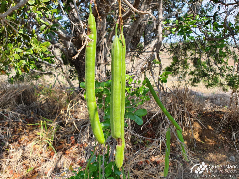 Cassia tomentella | unripe fruit | Queensland Native Seeds