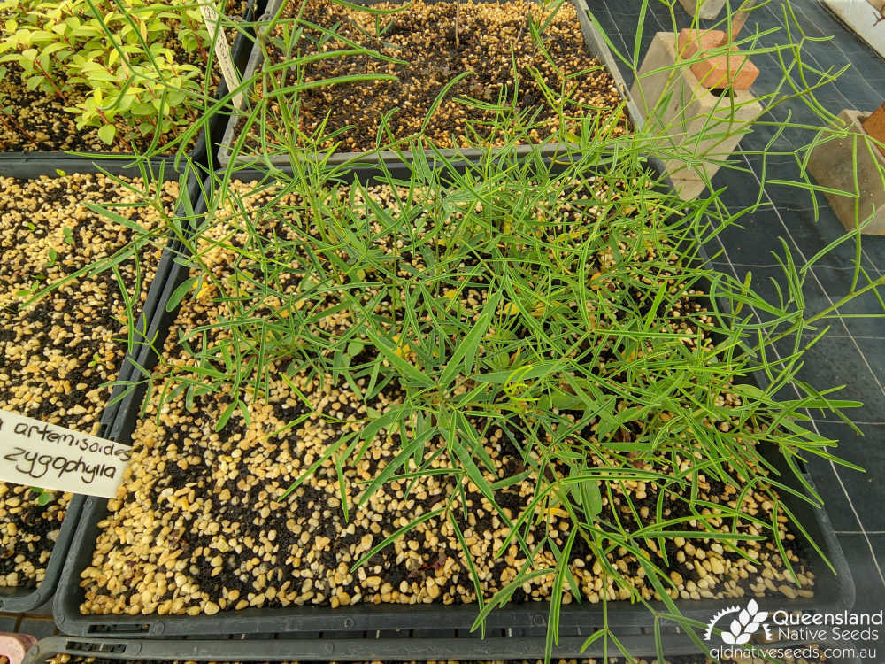 Senna artemisioides subsp. zygophylla | nursery seedlings | Queensland Native Seeds