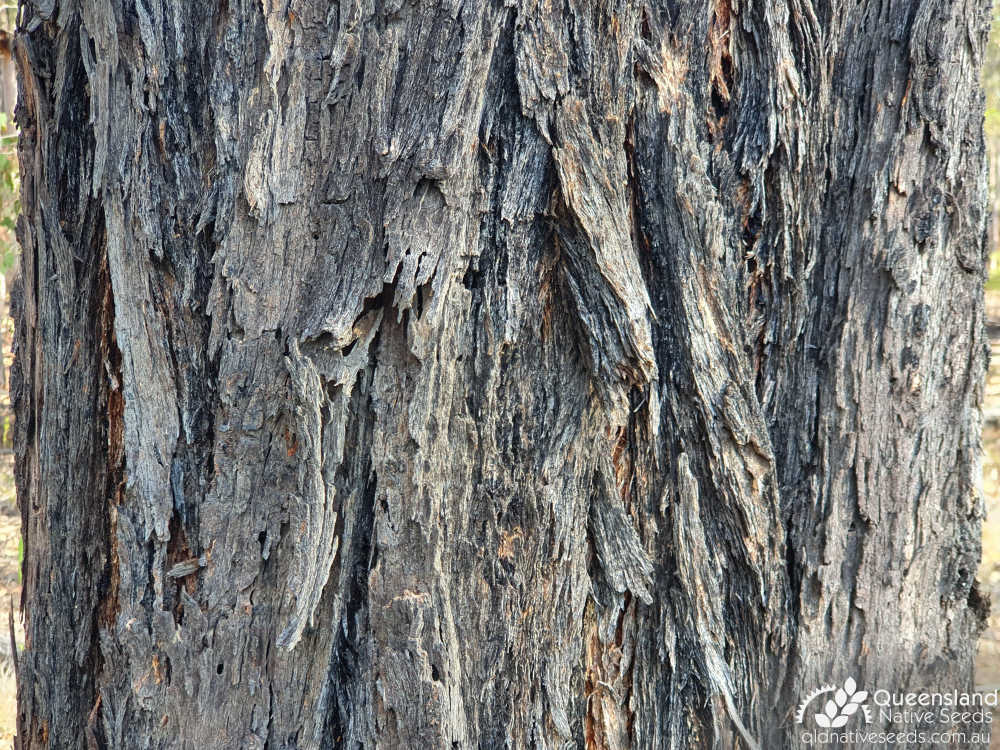 Eucalyptus fibrosa subsp. fibrosa | bark | Queensland Native Seeds