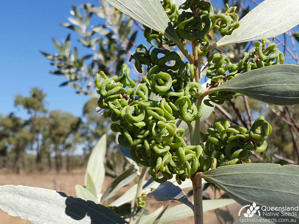 Acacia holosericea | pods | Queensland Native Seeds