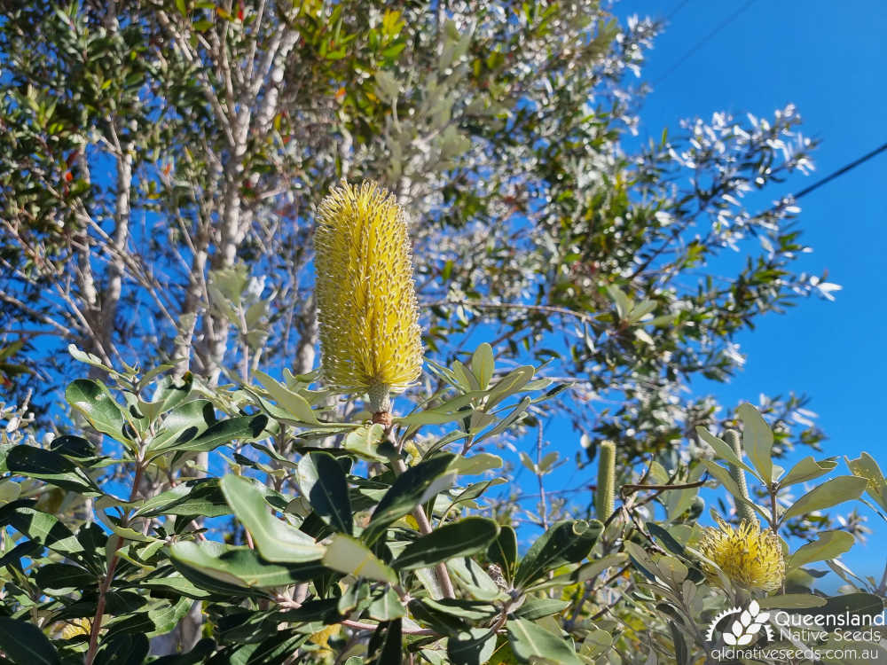 Banksia integrifolia | leaves, inflorescence | Queensland Native Seeds