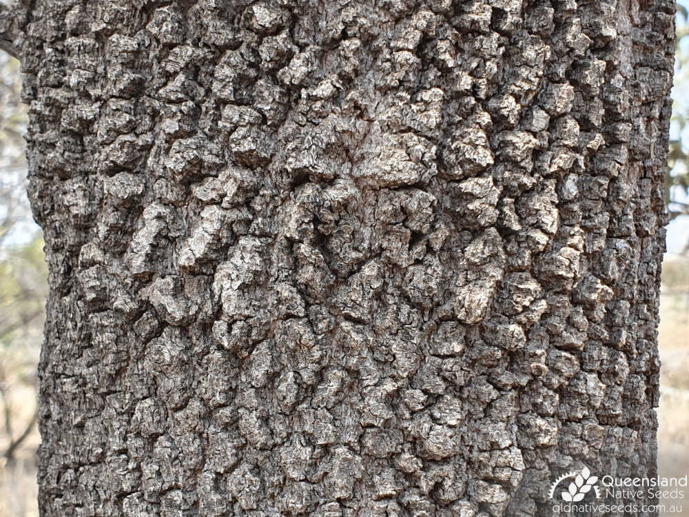 Atalaya hemiglauca | bark | Queensland Native Seeds