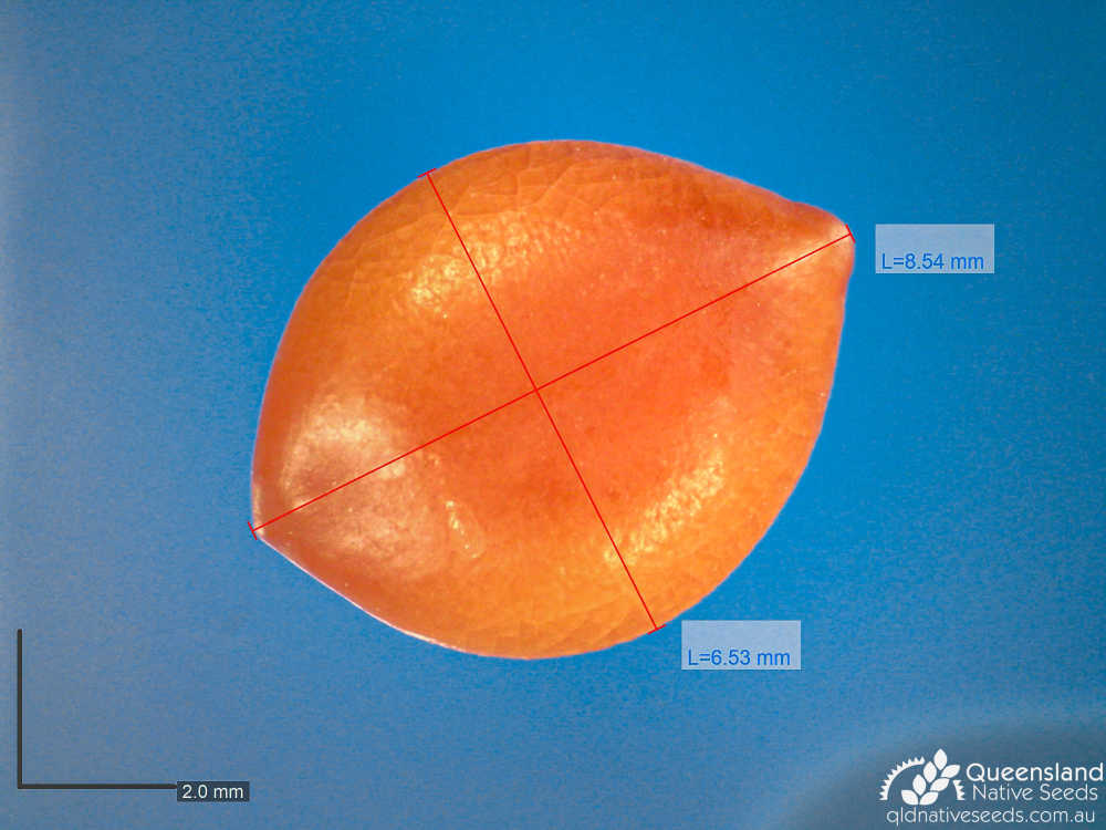 Cassia tomentella | microscope | Queensland Native Seeds
