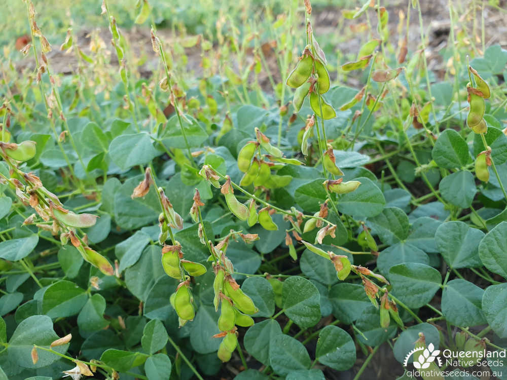Rhynchosia minima var. minima | leaves, fruit | Queensland Native Seeds
