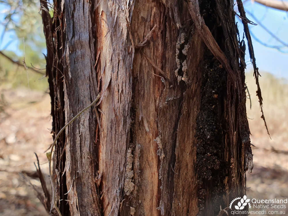 Acacia shirleyi | bark | Queensland Native Seeds