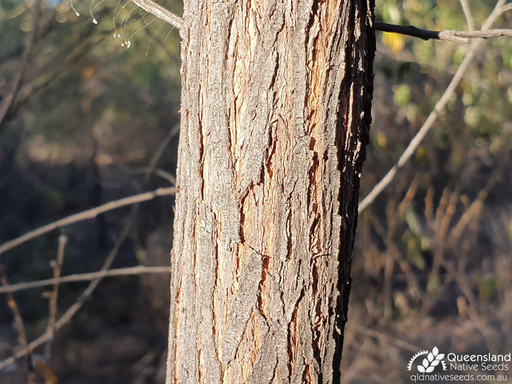 Hovea parvicalyx | bark | Queensland Native Seeds