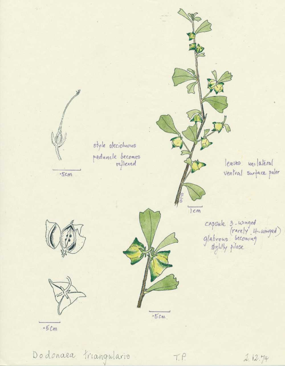 Dodonaea triangularis | depiction by Sylvia Seiler, Killara, West Boondooma | Queensland Native Seeds