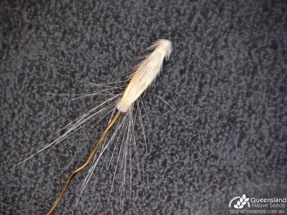 Dichanthium sericeum | spikelet | Queensland Native Seeds