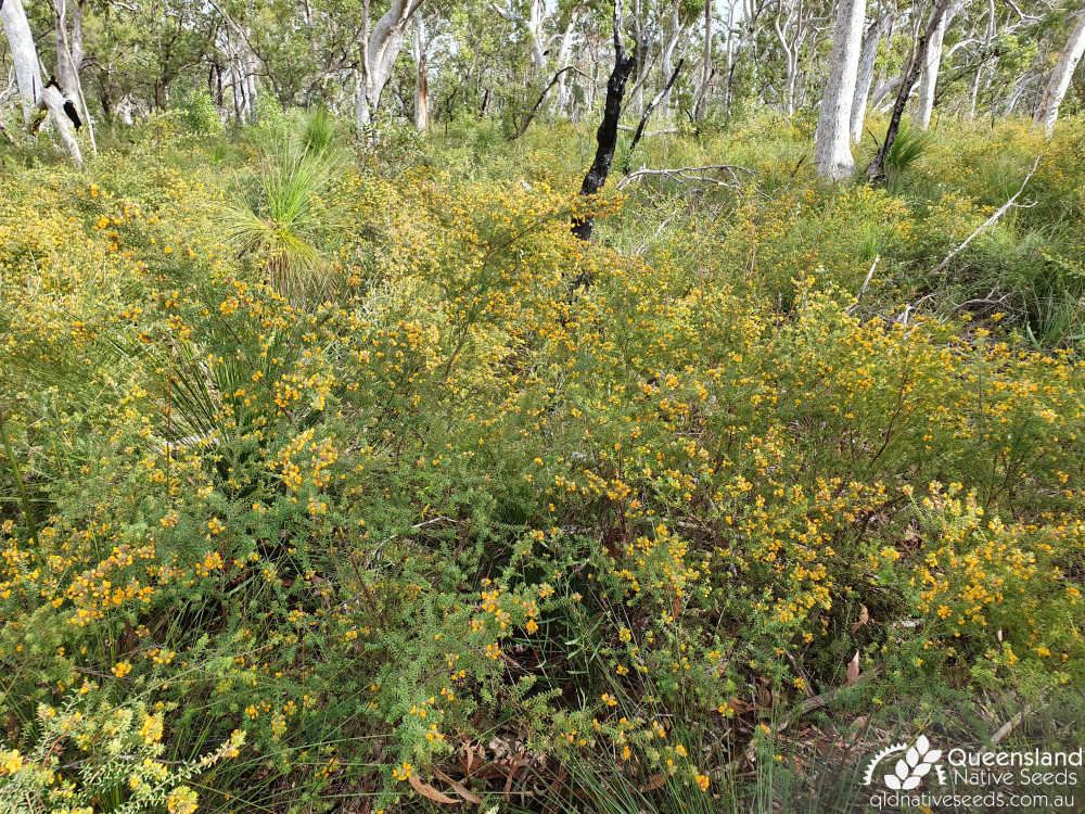 Pultenaea villosa | habitat | Queensland Native Seeds