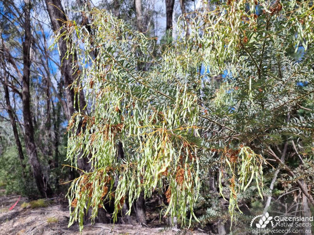 Acacia semilunata | phyllode, fruit | Queensland Native Seeds