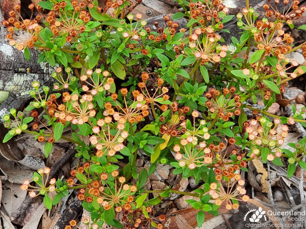 Pomax umbellata | leaves, fruiting heads | Queensland Native Seeds