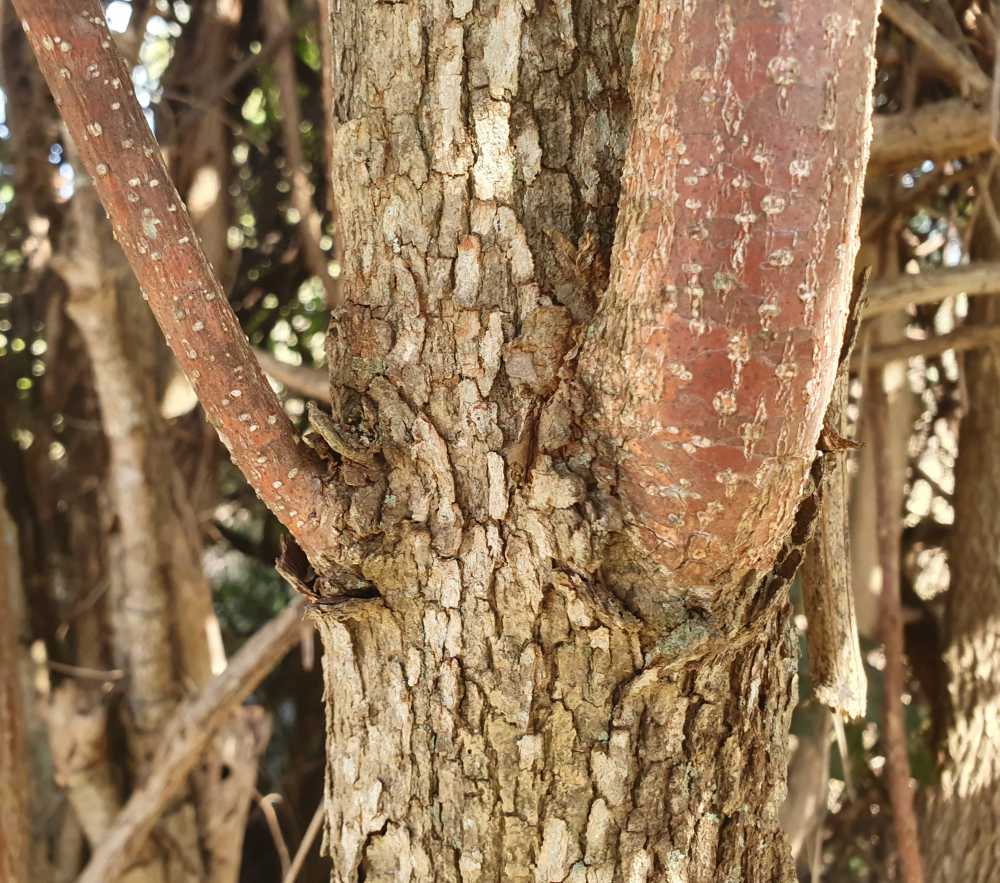 Derris involuta | trunk, bark | Queensland Native Seeds