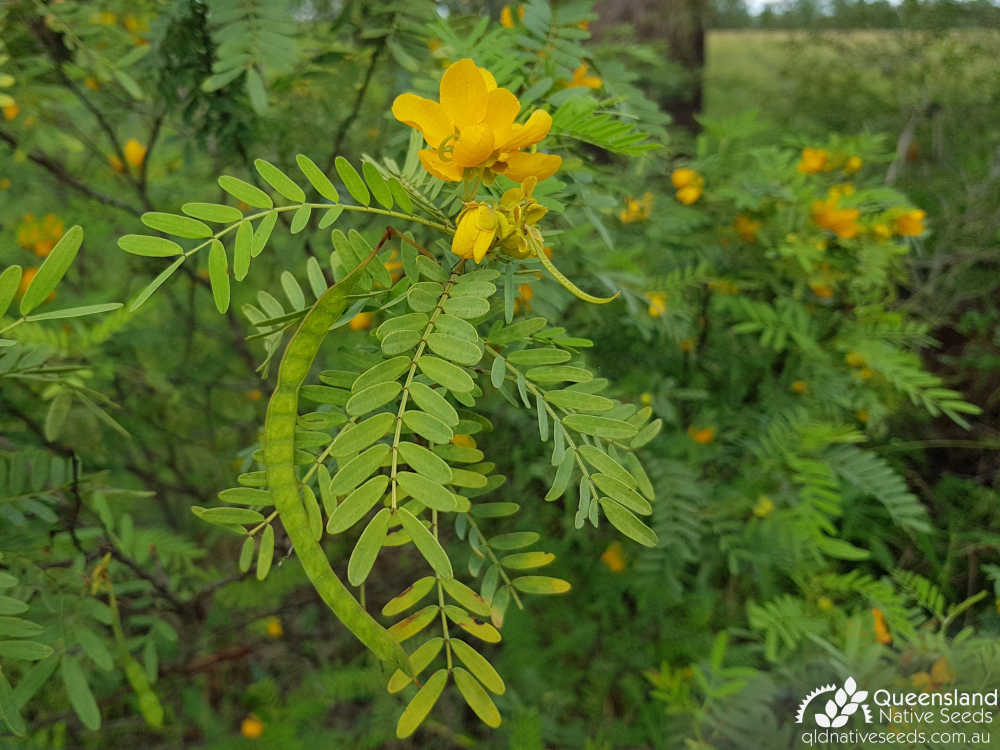 Senna coronilloides | inflorescence, fruit, foliage | Queensland Native Seeds
